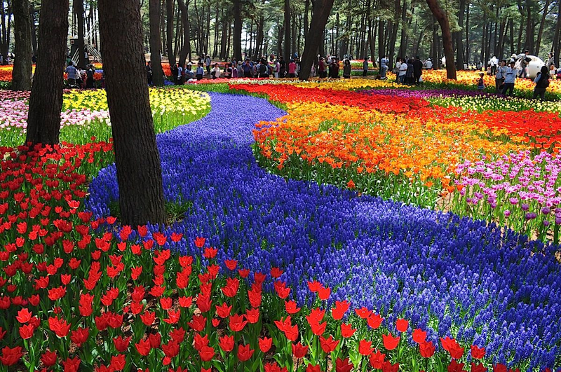 Illustration for article titled A never-ending ocean of 4.5 million flowers in Japan